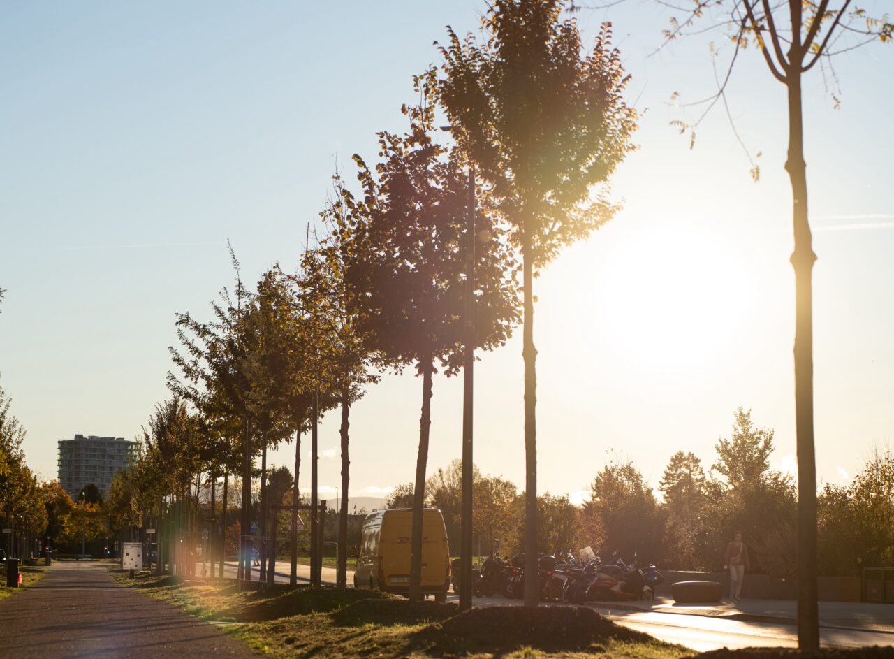 Allée urbaine bordée d'arbres à contre-jour, soleil bas, camionnette de livraison et scooters garés en arrière-plan. 